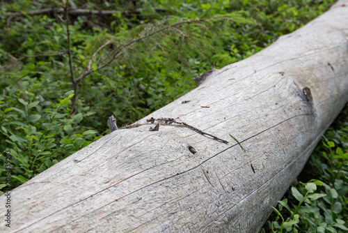 Rare kelo pine trunk in Finnish forest for premium construction use. Weathered Nordic pine log valued for high-end timber production