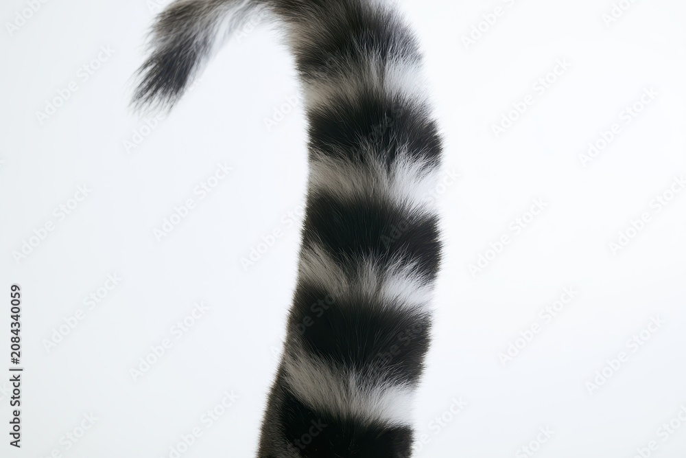 Fototapeta premium Close up of long ringed lemur tail featuring soft fur with black and white circular stripes