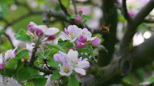 watch as delicate pink and white flower buds transform into vibrant blooms in a tranquil outdoor environment, surrounded by lush greenery and rustic wooden branches, captured in a close-up.