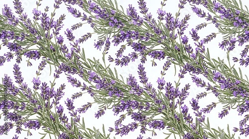 Seamless pattern with purple lavender flowers on white background