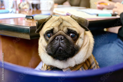 a cute pug in a plaid shirt looking at the viewer from a carrier at a gathering