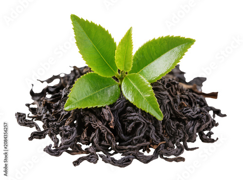Isolated vibrant fresh green tea leaves sprouting from a heap of dried black tea