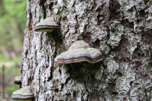 Bright red-belted conk fungus on decaying tree in boreal forest. Macro view of wood-decay fungus on forest log in Scandinavia