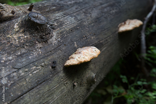 Wood-decay fungus (Ceriporiopsis) on fallen tree in boreal forest. White crust fungus on dead hardwood log in forest environment