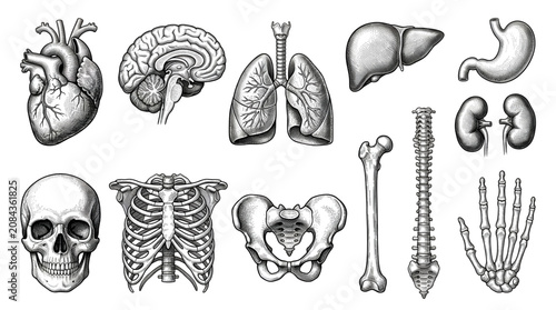 Detailed Human Anatomy Vector Collection with Organs and Bones in Vintage Black and White Medical Engraving Style