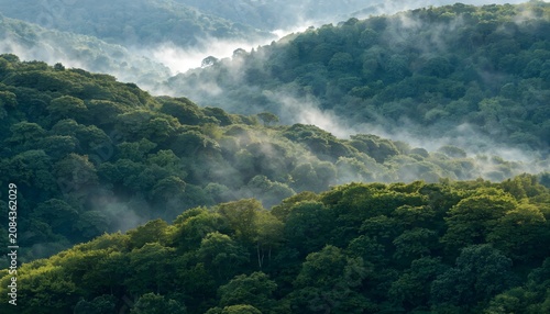 Misty Forest Hills with Lush Green Trees in Dramatic Morning Light