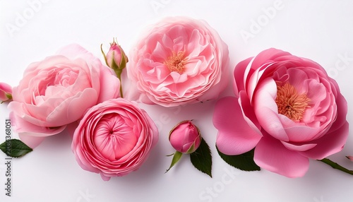 Pink Flowers Pop On White Background Rosa Fortuna