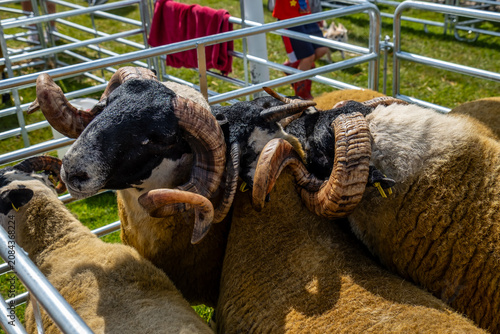 Foto Impressive blackface sheep with huge horns in County Donegal - Ireland