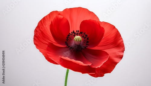 Red Poppy Flower Blooming With A White Background