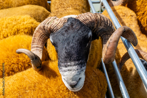 Фотография Impressive blackface sheep with huge horns in County Donegal - Ireland