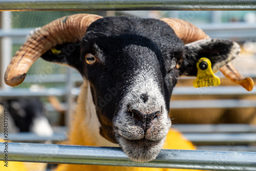 Cuadro en lienzo Impressive blackface sheep with huge horns in County Donegal - Ireland