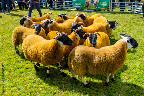 Photos Impressive blackface sheep with huge horns in County Donegal - Ireland