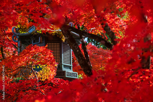 Red maple leaves at lantern in autumn at Shinnyodo temple, Kyoto