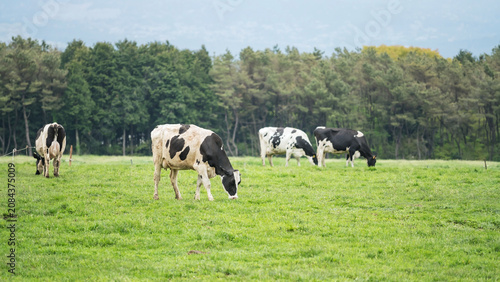 Group of milk cows in grass field at Asagiri Kogen farm in valley, Fujinomiya