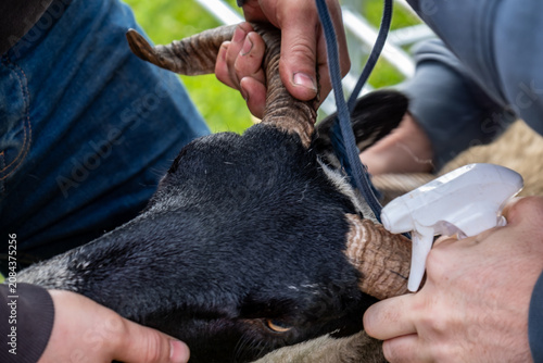 Obraz na płótnie Preparing blackface sheep with huge horns for the Ardara Show in County Donegal - Ireland