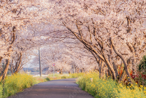 Curving Cherry Blossom Tunnel with Canola Flowers in Spring, Fukuoka, Japan