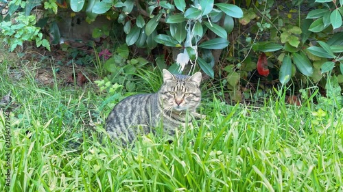 gray striped tabby cat sitting alert in tall lush green grass near a stone wall with leafy plant in bright sunshine