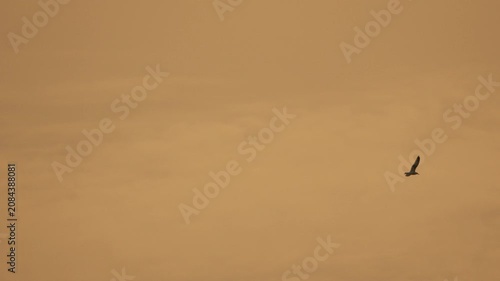 Seagull flying sunset bird soaring through a hazy golden sky during a peaceful evening in nature