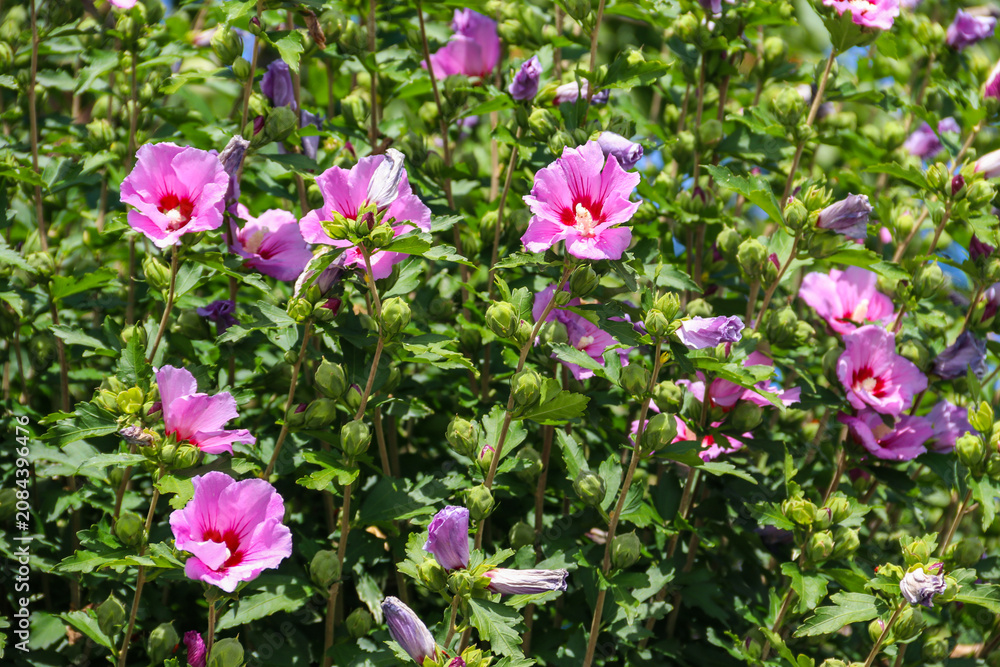 Fototapeta premium Lush green shrub of blooming pinkish purple rose of sharon hibiscus flowers with many buds in a sunny garden