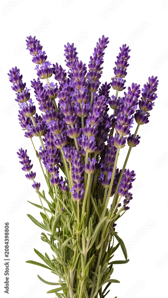 Fototapeta premium Isolated vibrant purple lavender flowers bouquet, natural plant for aromatherapy and scent