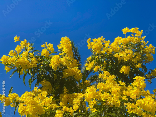 Yellow Bells flowers have the scientific name Juss Kunth. They have a blue sky background with copy space.
