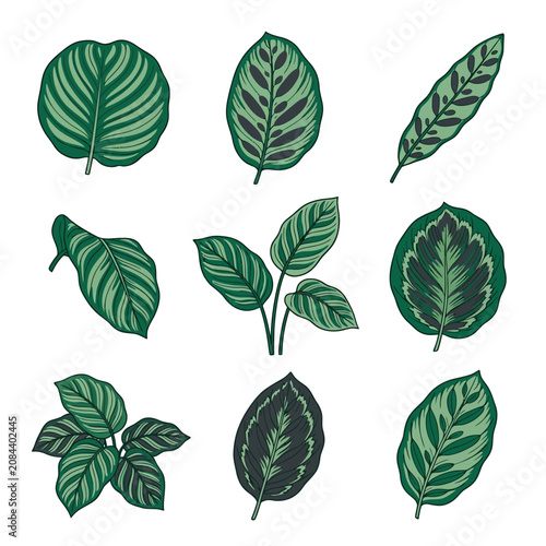 Set of hand drawn calathea leaves isolated on white background