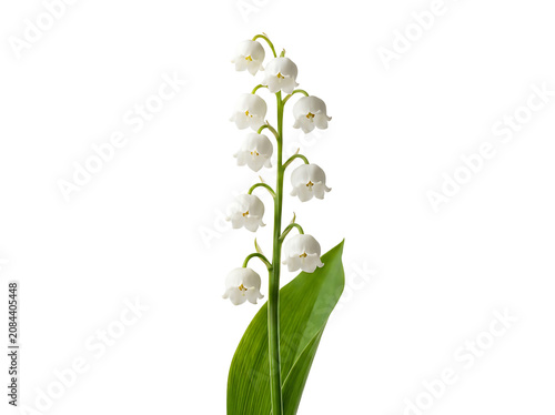 Lily of the Valley Flower Branch with White Bells Isolated on White Background
