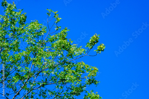 Photography Delicate green tree branches displaying fresh leaves extending across a vibrant