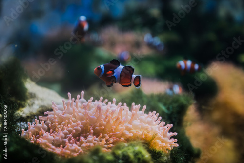 Bild auf Leinwand Clownfish swimming over sea anemone in coral reef aquarium