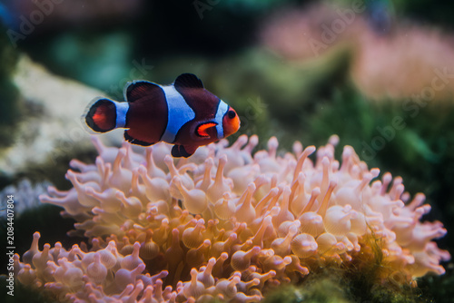 Photography Clownfish swimming over sea anemone in coral reef aquarium