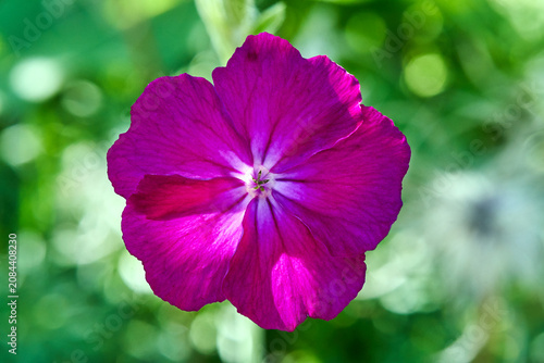 Close-up of a blooming, ornamental carnation in a spring garden