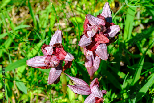 Slika na platnu Small purplish wild orchid flower buds emerging gently from the green grass on t
