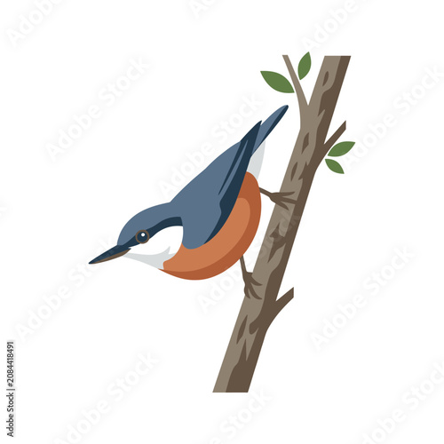 Photos A flat vector illustration of a nuthatch bird on a branch