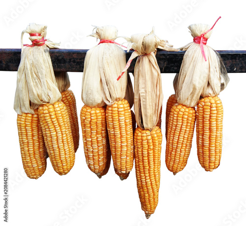 Dried corn on cobs hung on the metal beam