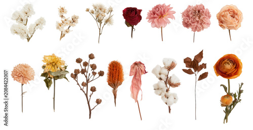 A collection of dried flowers on transparent background