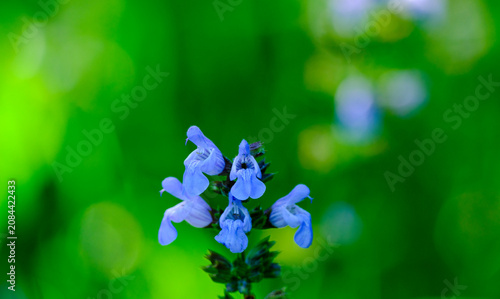Beautiful close up view of delicate purple salvia wildflowers blooming vibrantly against a beautifully blurred bright green natural outdoor background with soft bokeh.