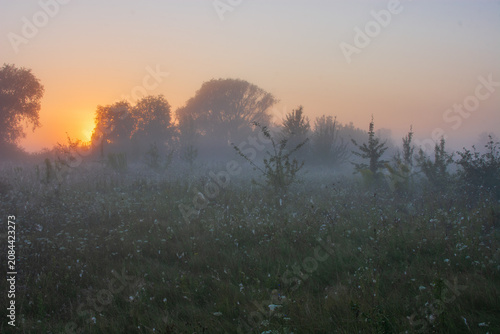 A serene morning landscape captures the golden sun rising behind distant trees, casting a soft glow over a misty, wildflower-filled meadow