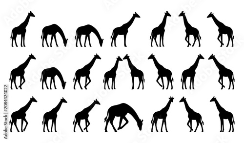 Foto Set of giraffe silhouettes in various walking, standing, and grazing poses