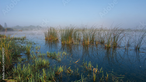 A peaceful landscape shows a misty river at dawn with tall green reeds reflecting in the calm, blue surface water