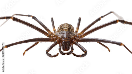 Cuadro en lienzo Isolated detailed studio macro shot of a brown harvestman, a fascinating long-le