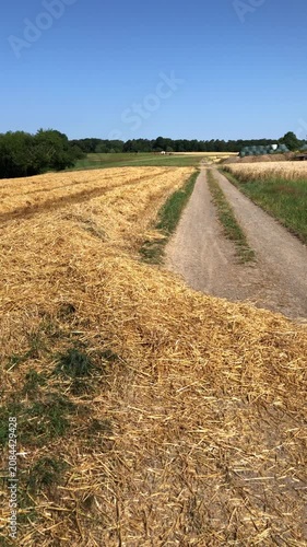 Harvested and mowed wheat field in the rural countryside and agricultural road or path in Westerwald Germany Europe on a sunny day with blue sky and forest vertical video