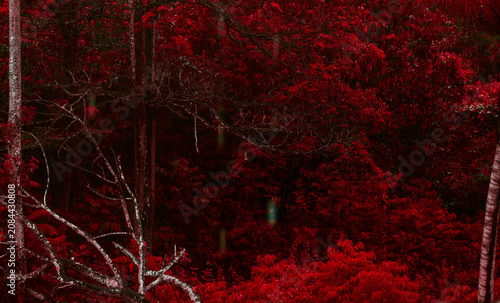 Cuadro en lienzo Surreal dense forest with crimson red leaves and bare branches concept backgroun