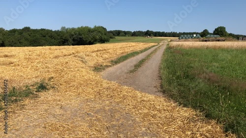 Harvested and mowed wheat field in the rural countryside and agricultural road or path in Westerwald Germany Europe on a sunny day with blue sky and forest
