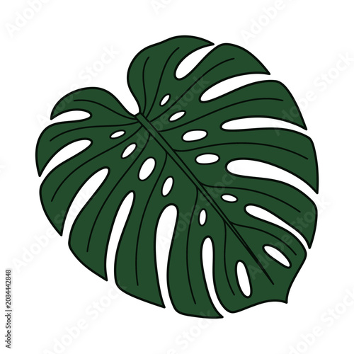 Minimalist vector illustration of a green monstera deliciosa leaf