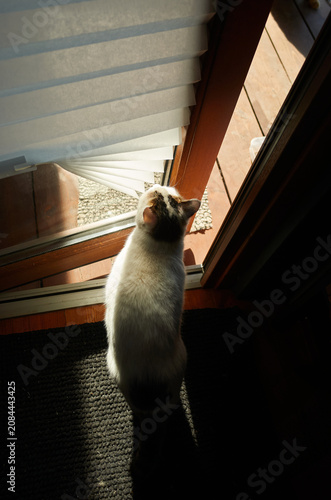 Cat looks outside through door on a sunny day in a home during the early afternoon hours