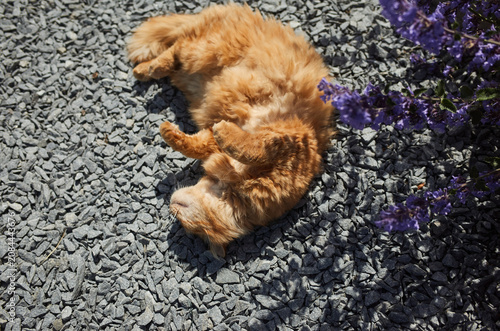 Orange cat rests on gravel ground near purple flowers in sunny outdoor setting