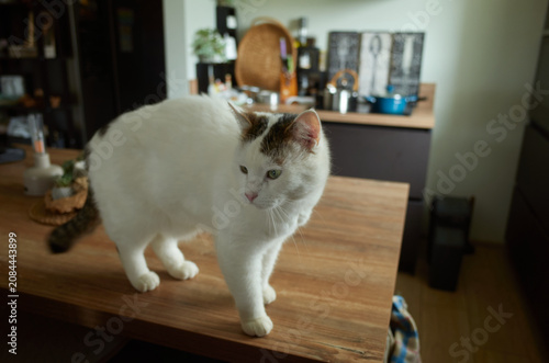 Cat walks on kitchen table in a home setting during daylight hours