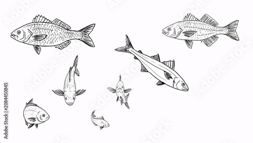 Hand Drawn Fish Sketch Collection with Black Outline Illustration