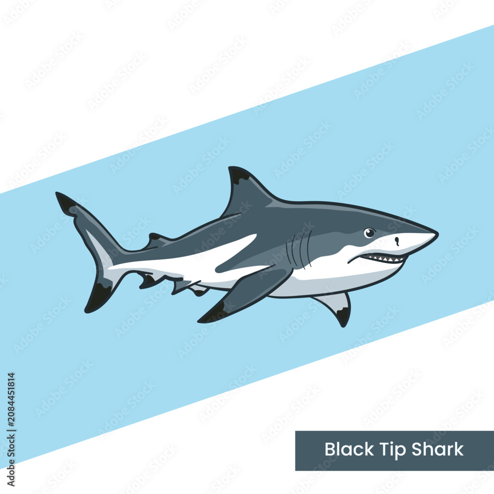 Obraz premium A detailed vector illustration of a blacktip reef shark with distinctive black-tipped fins. Perfect for marine biology educational materials, underwater wildlife themes, and ocean posters.