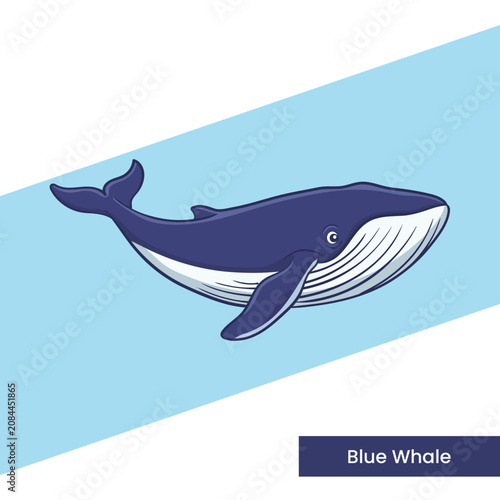 An elegant blue whale vector illustration showcasing the world's largest animal. Ideal for aquarium displays, educational marine life infographics, and environmental awareness campaigns.